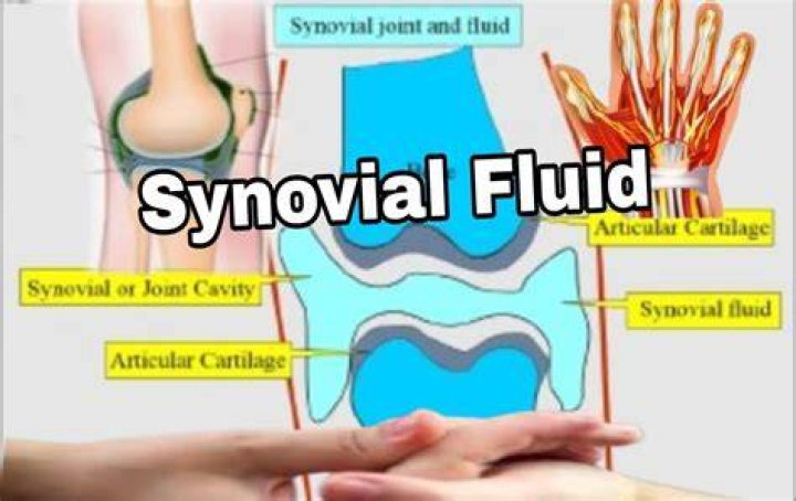 A Comprehensive Examination Of Sinovial Fluid: Anatomy, Composition, And Clinical Significance