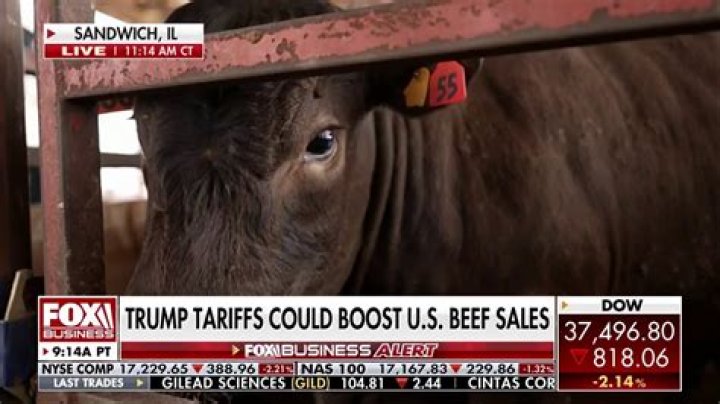 A Controversial Name: The Cow Named After A Racial Slur