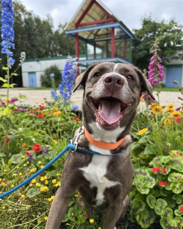 A Journey Of Compassion And Animal Care
