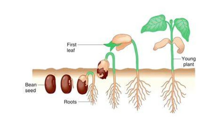 All About Pinto Bean Scientific Name - In-depth Guide