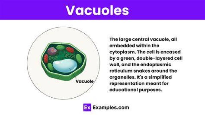 All You Need To Know About Vacuoles In Animal Cells