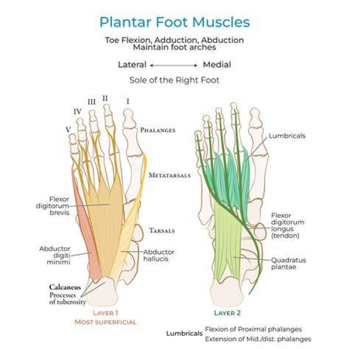 An In-depth Guide To The Plantar Surface Of The Foot