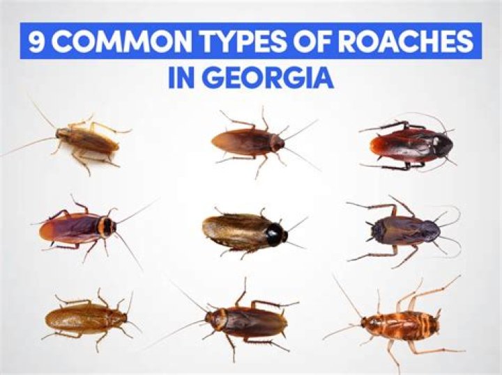 Are There Roaches In Italy? Roaches In Italy: Revealed!