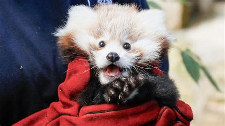 Can You Bring Home Red Pandas As Exotic Pets?