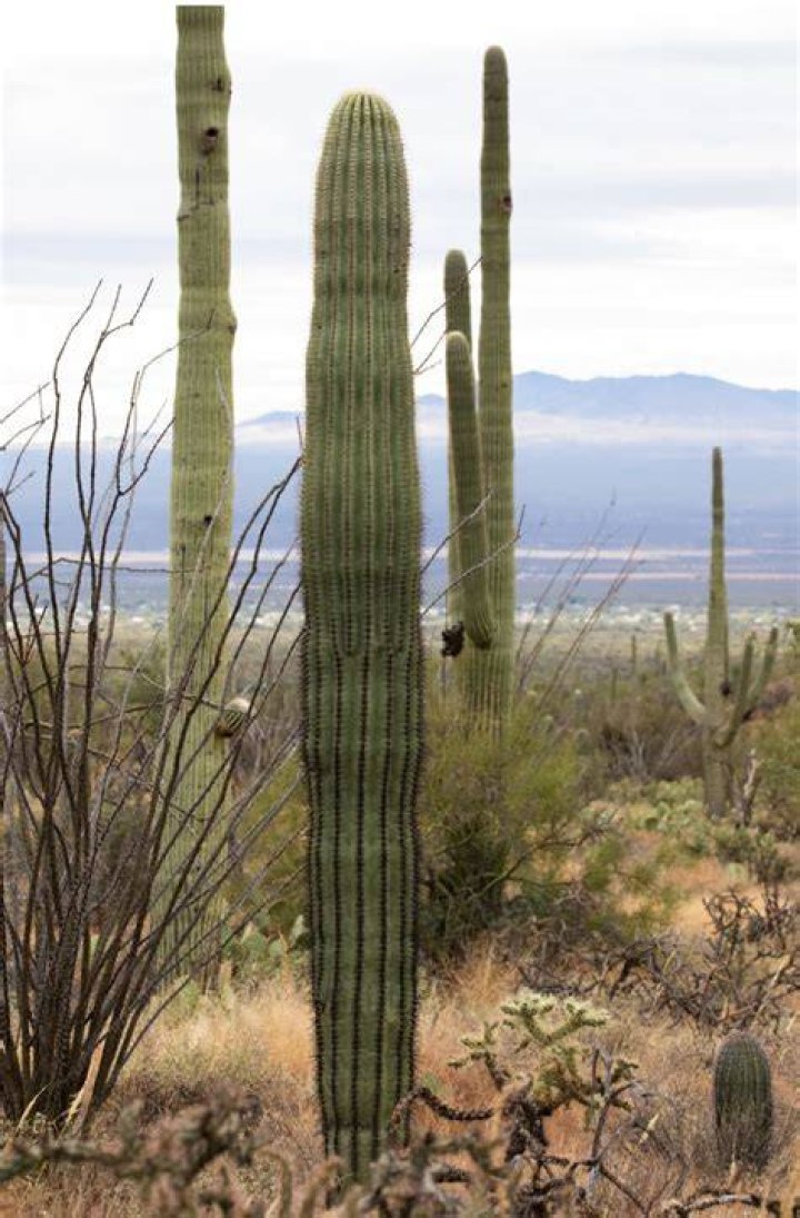 Complete Guide: The Cost Of Owning A Saguaro Cactus