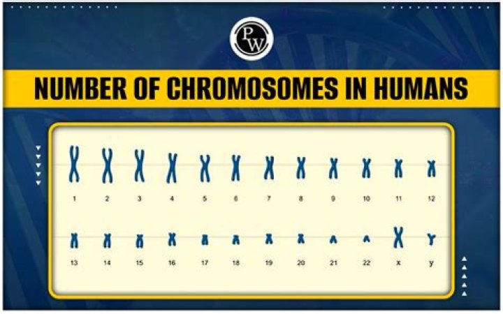 Complete Guide: Unveiling The Number Of Chromosomes In Human Body Cells