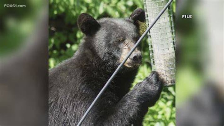 Decoding Bear Attacks In Pennsylvania
