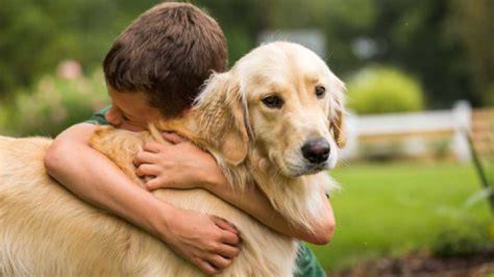 Discover Marshall And The Power Of Millions Of Dogs