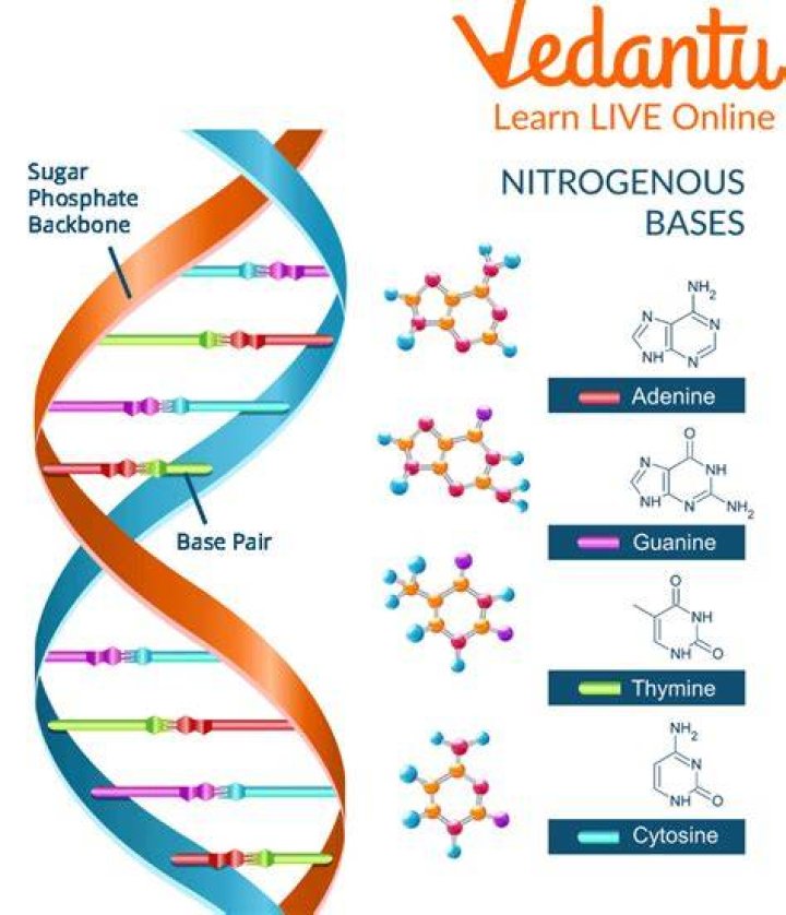 Discover The Fundamentals Of Nitrogenous Bases: The Building Blocks Of Life