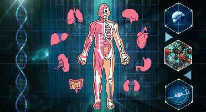 Discover The Largest Organ Within: Unveiling The Body's Secret Giant