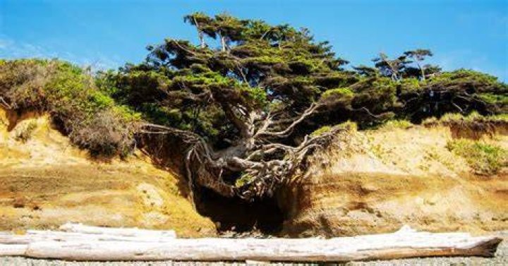 Discover The Remarkable Net Worth Of Tree Paine