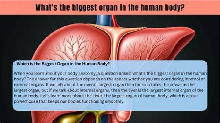 Discover The Remarkable: What Is The Largest Organ Of The Human Body?