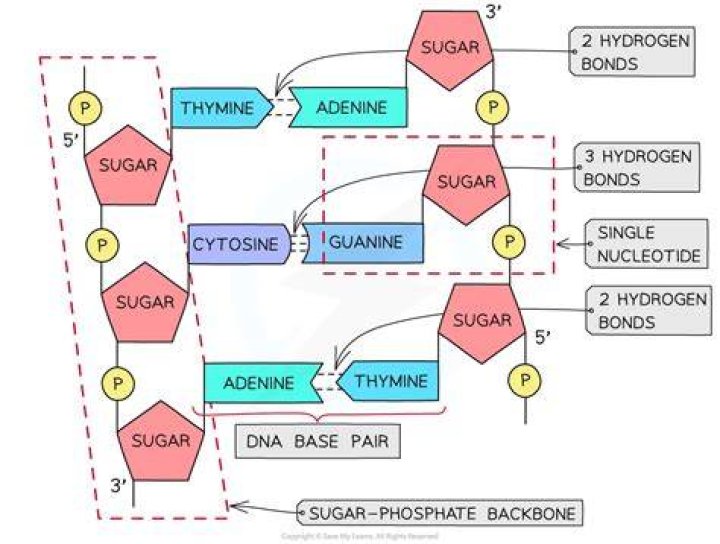 Discover The Secret: Unraveling The Bonds That Bind DNA Together