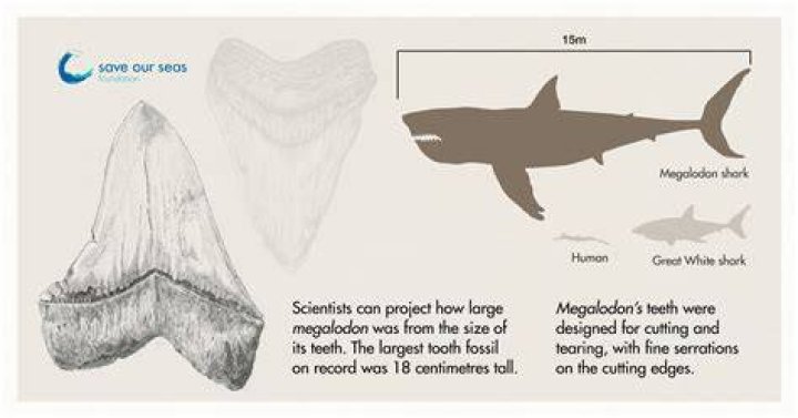 Discover The Secrets Of Megalodon In Antarctica: NASA's Findings