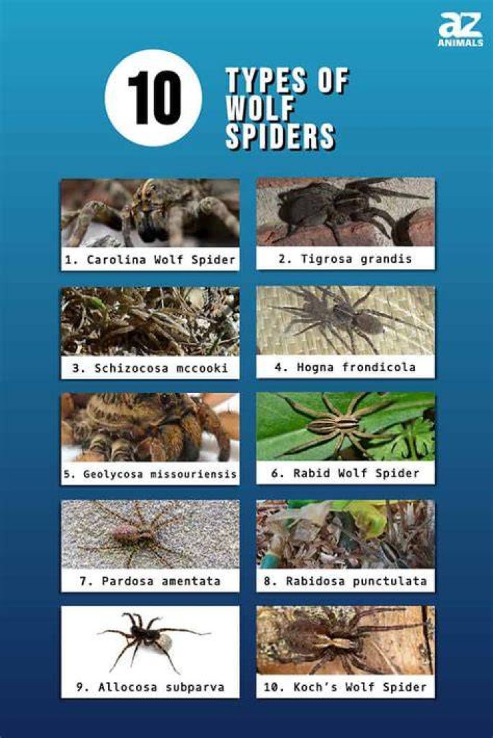 Discover The Striking Appearance Of Wolf Spiders: Unveiling Their Unique Physical Traits