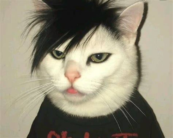 Discover The Ultimate Guide To Little Emo Kittens: A Comprehensive Look At Their Quirks And Charm