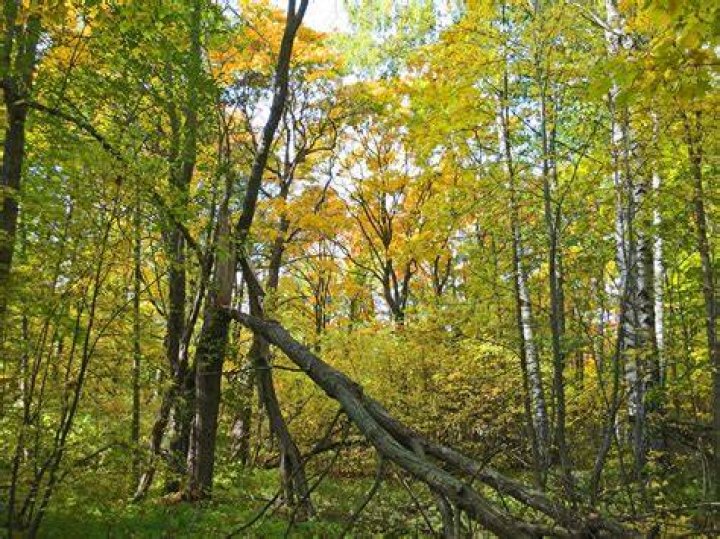 Discover The Unique Climates Of Deciduous Forests
