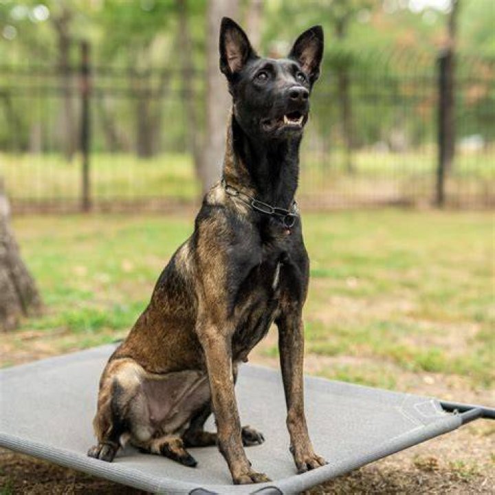 Discover The Unique Pamarayan Dog: A Treasure Among K9s
