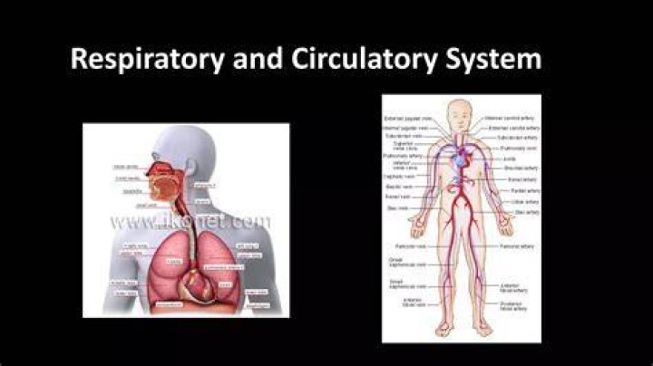 Discover The Vital Connection: How The Circulatory And Respiratory Systems Collaborate