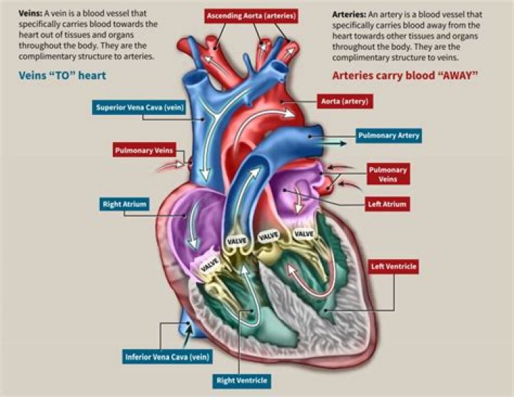 Discover: Veins The Vessels That Carry Blood Away From The Heart