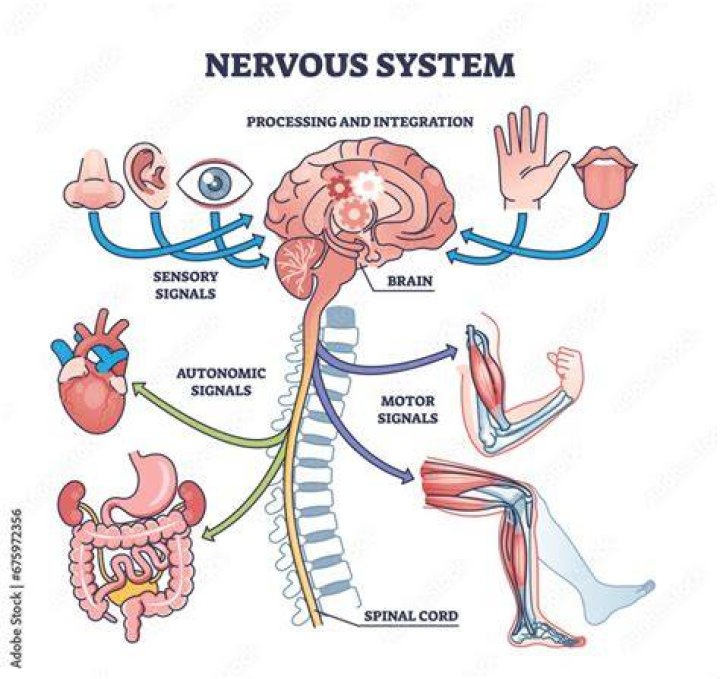 Essential Functions Of The Central Nervous System: The Master Control Center