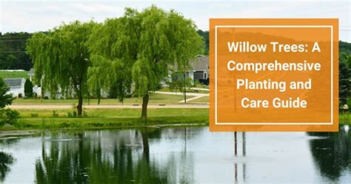 Essential Guide To Willow Trees In Old School RuneScape