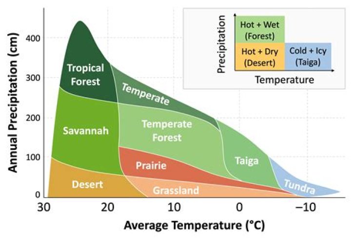 Estimating Average Precipitation In Temperate Deciduous Forests
