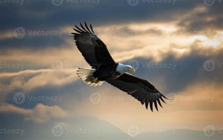 Exceptional Flight: Birds Soaring High In The Azure Sky
