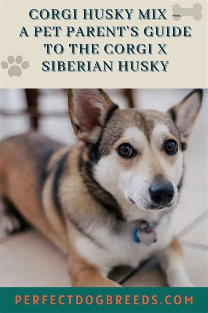 Find The Perfect Husky Companion With Husky Harris