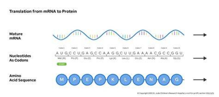 Guide: MRNA Sequence To Amino Acid Sequence