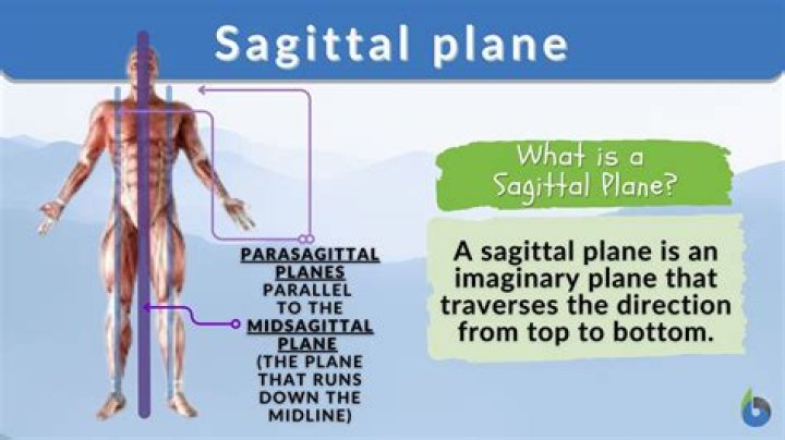 Guide To Sagittal And Midsagittal Planes For Optimal Understanding