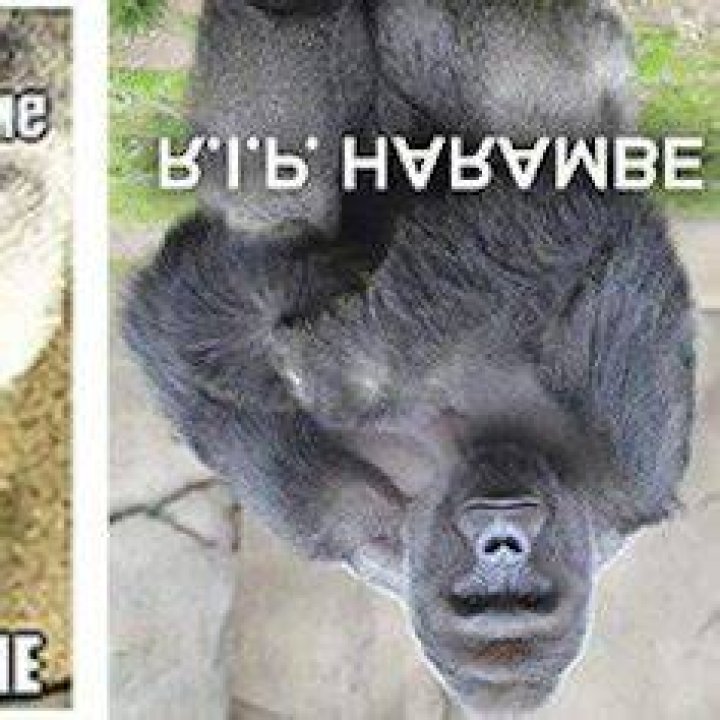 Harambe's Tragic Demise: The Aftermath