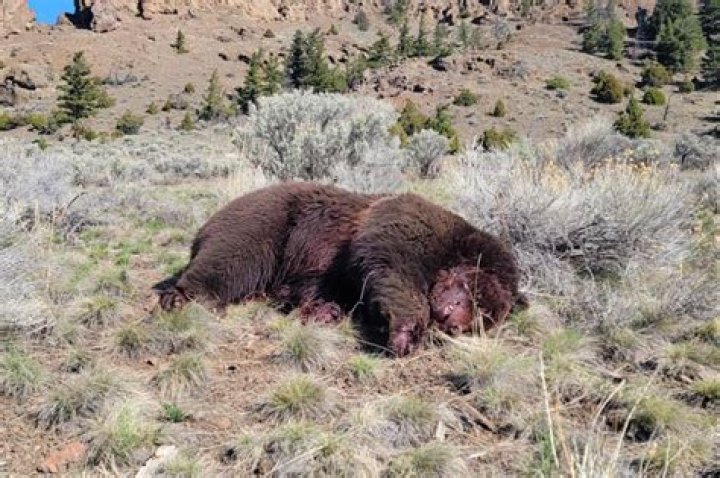 Has Anyone Ever Been Mauled On Naked And Afraid?