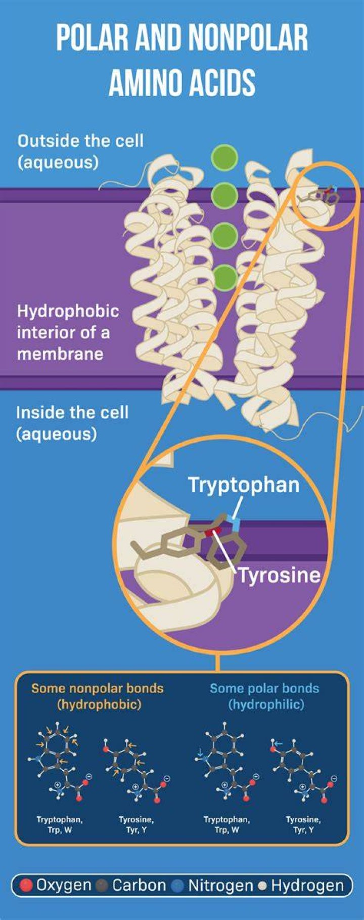 Hydrophilic Polar Amino Acids: Understanding Their Importance In Biochemistry
