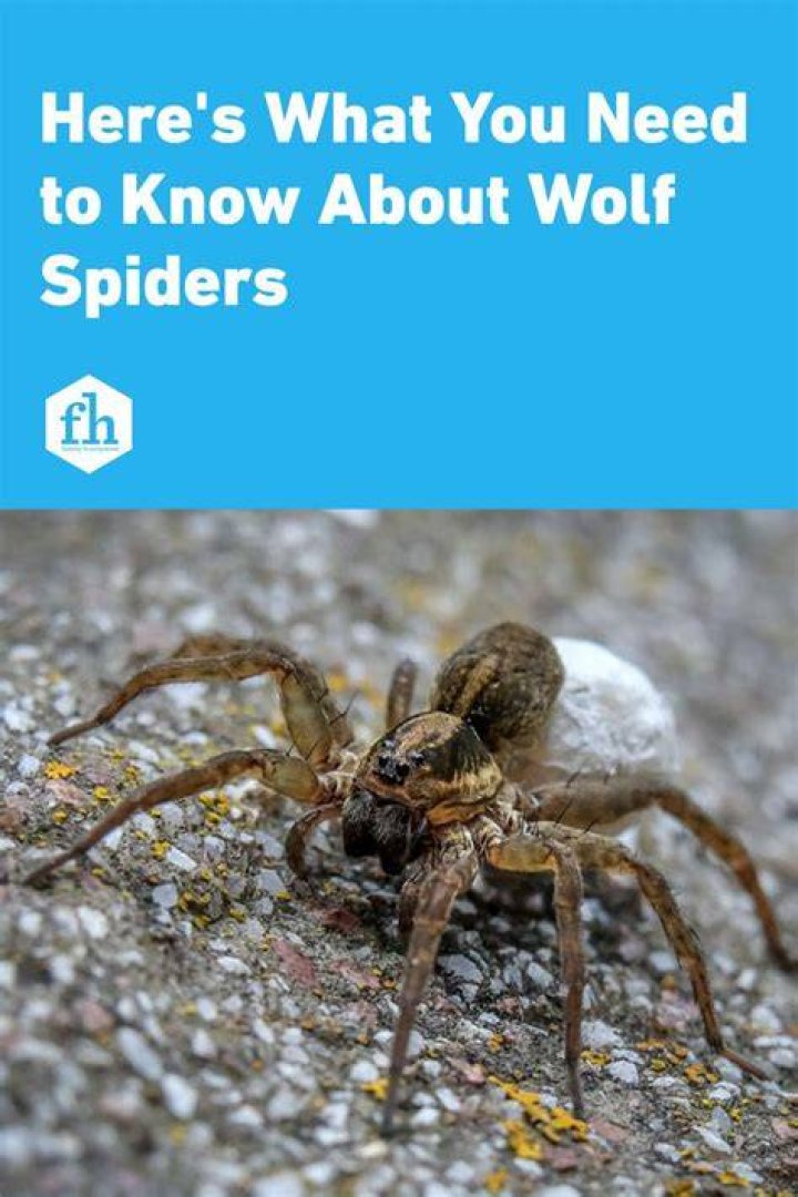 Identify The Appearance Of Wolf Spiders: A Visual Guide