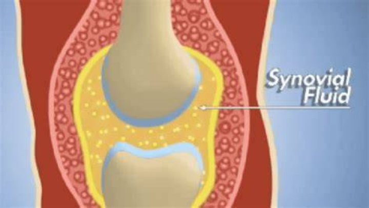 Incredible Guide To Understanding Synovial Fluid