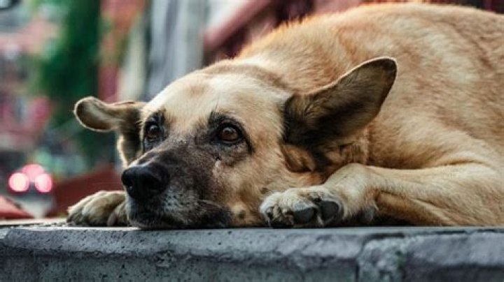 Leak Reveals Secret Behind Viral Skirby Dog Filter