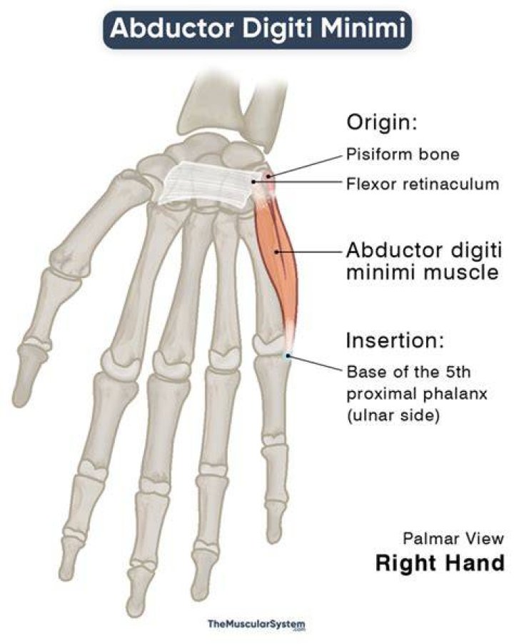 Master The Art Of Hand Dexterity: Strengthening The Adductor Digiti Minimi