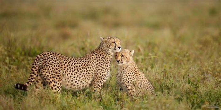 Mother-Son Duo Vanish On African Safari