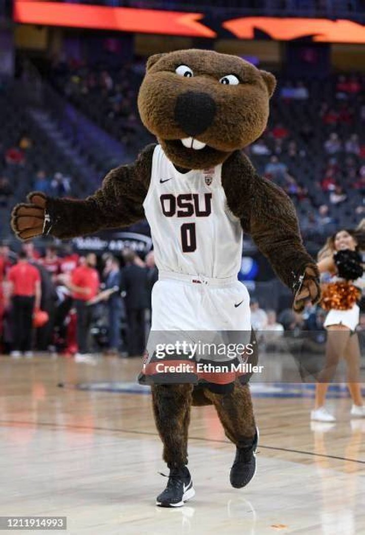 Oregon State Beavers Vs Utah Utes: Pac-12 Rivalry Matchup
