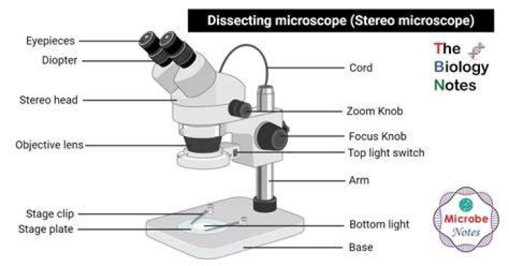 Precision Dissection Microscopes For Intricate Examinations