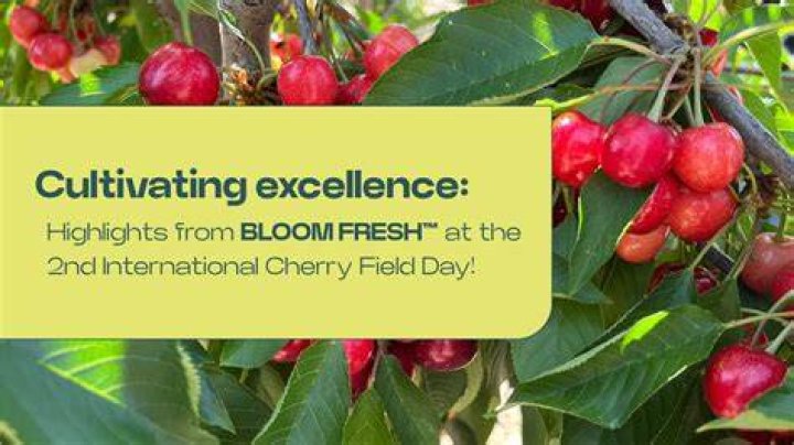 Premium Attitude Seeds: Cultivating Excellence