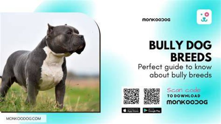Purchase Your Bully Breed: A Comprehensive Guide To Buy Your Bully By Kum