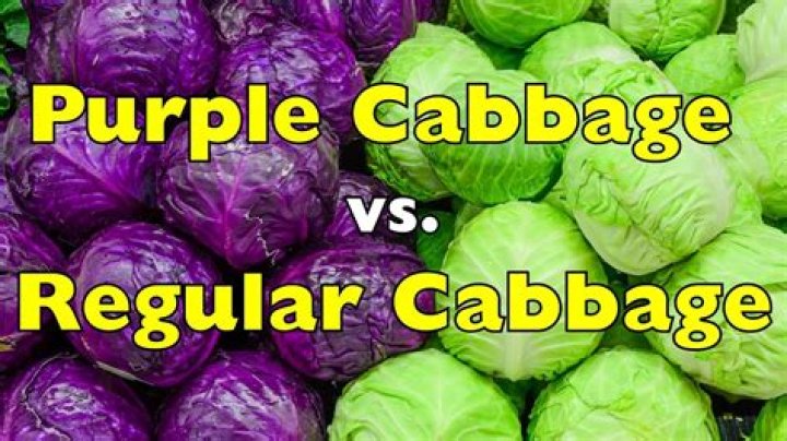 Purple Cabbage Vs Green Cabbage: Which Is Better?