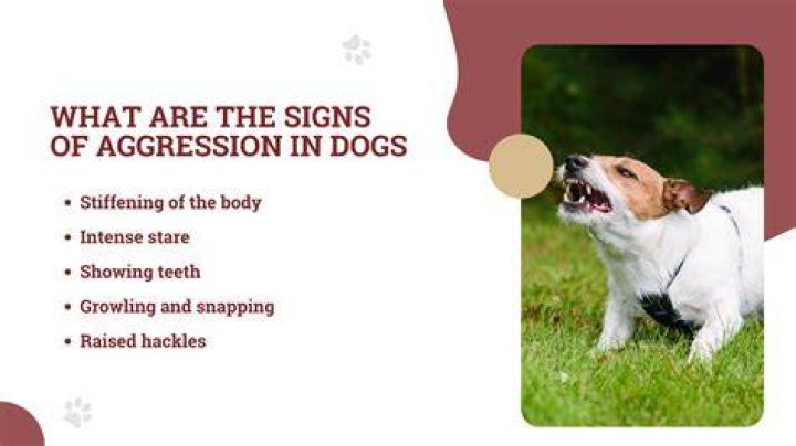 Resolve Dog Aggression: Ending Attacks Between Your Beloved Canines