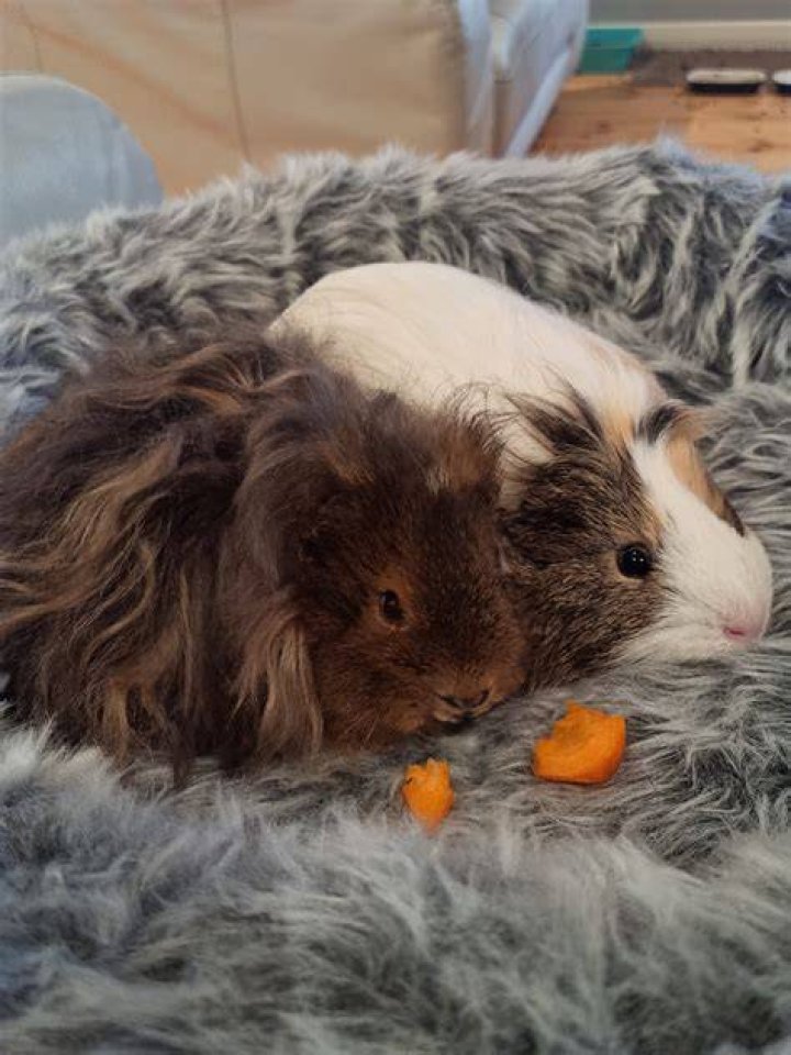 Ronnie And Saffire's Unbreakable Bond: Insights And Revelations Revealed