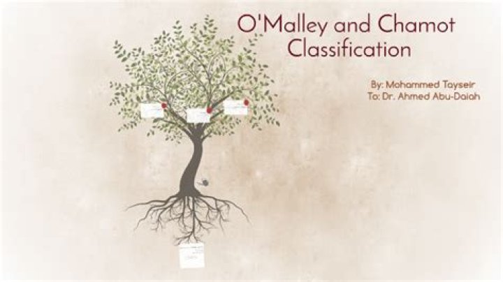 Sean O'Malley's Children: Everything You Want To Know