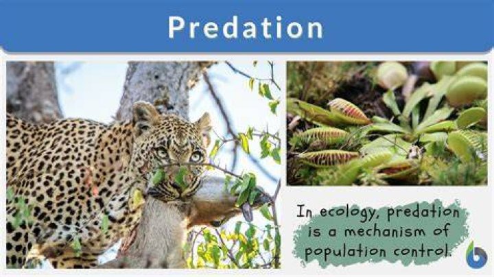 Terrifying Predators: Animals That Target Humans