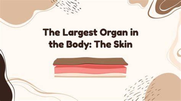 The Biggest Organ In Your Body: Discover The Incredible Size Of Your Skin
