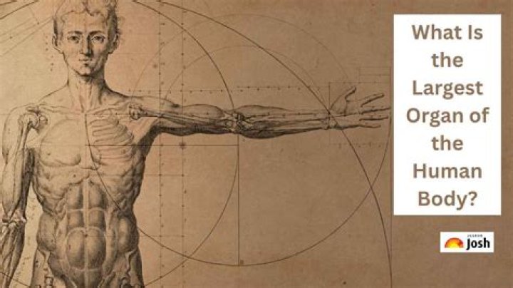 The Biggest Organ: Uncovering The Largest Human Body Part